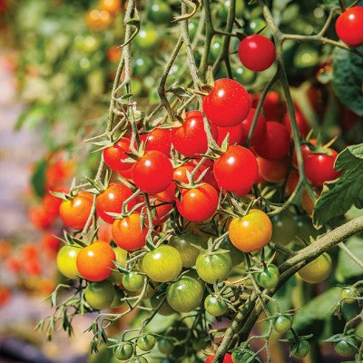 (GK) Tomato - Gardeners Delight 9cm