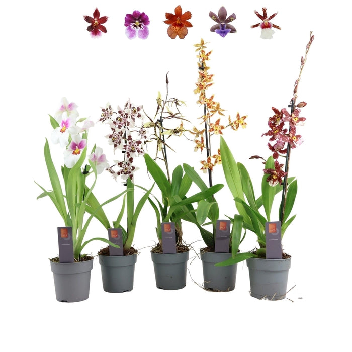 (MG) Inca Orchid Purple Pleasure 2 Mix 9cm