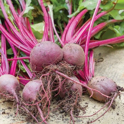 (GK) Beetroot - Boltardy 6Pk