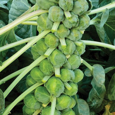 (GK) Brussel Sprouts - F1 Crispus 6Pk