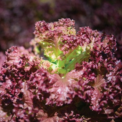 (GK) Lettuce - Red Lollo Rosso 6Pk