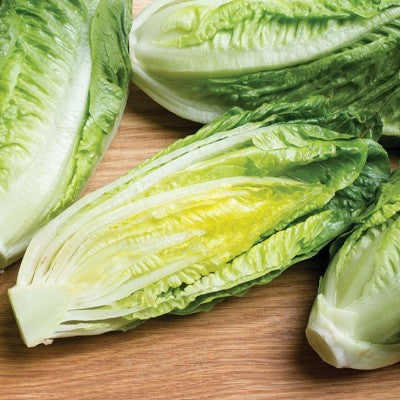 (GK) Lettuce - Romaine 6Pk