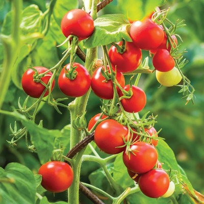 (GK) Tomato - Tumbling Tom Red 9cm