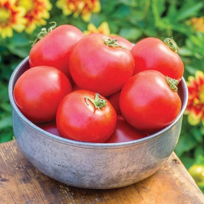 (GK) Tomato - F1 Crimson Crush 9cm