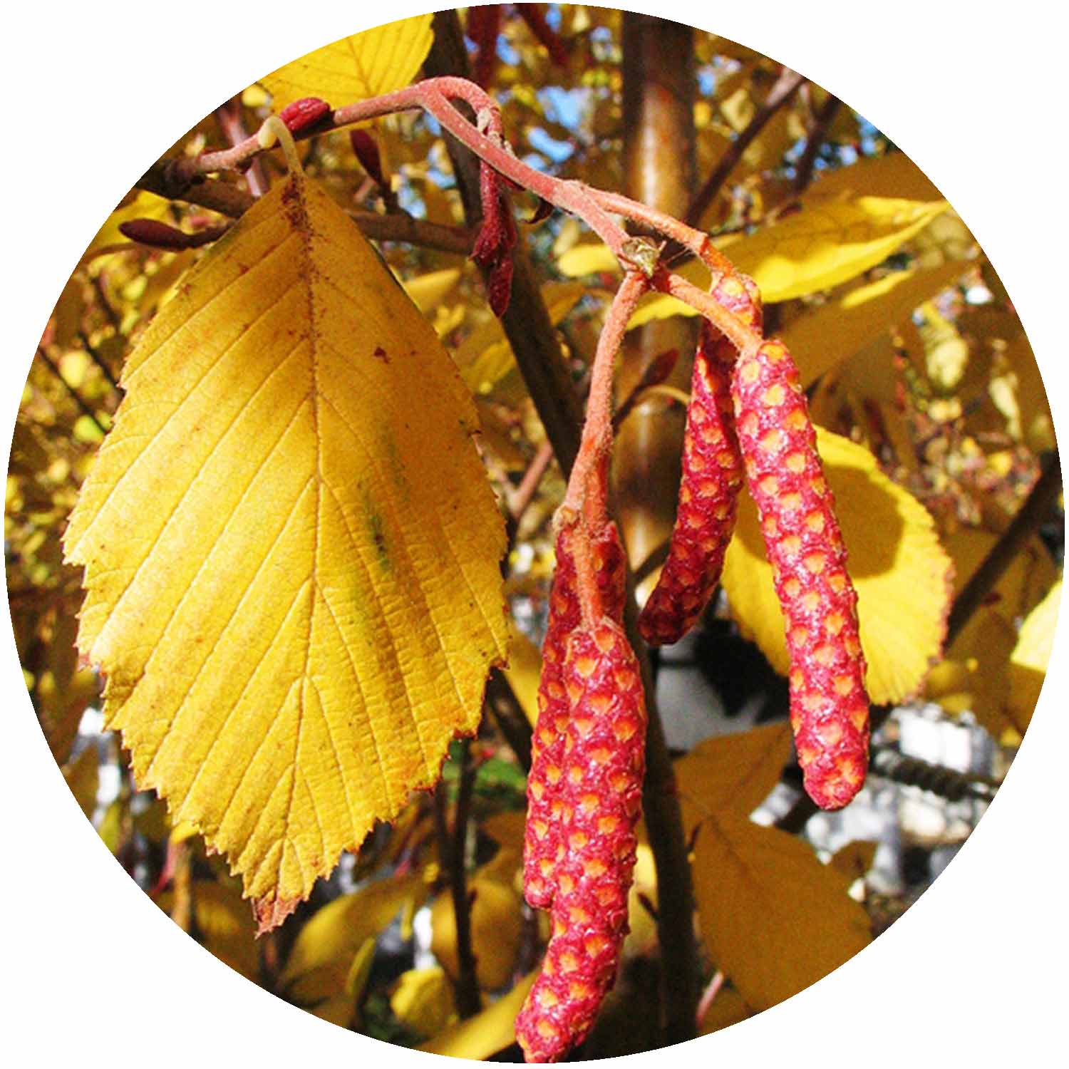 (R) Alnus Incana Aurea 10ltr