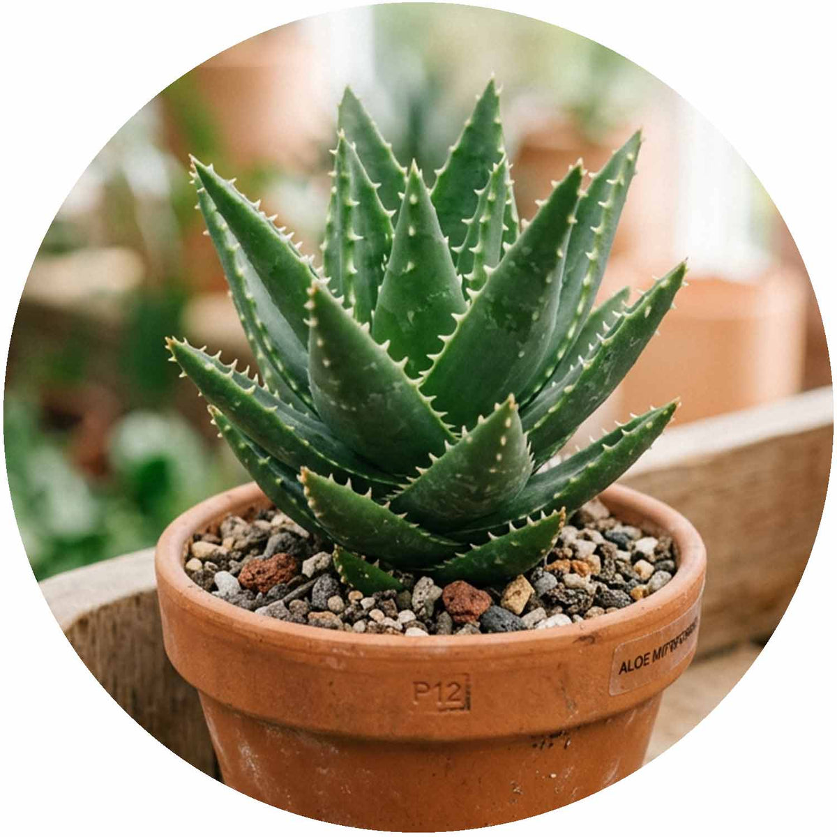 (MG) Aloe Vera Mitroformis P12