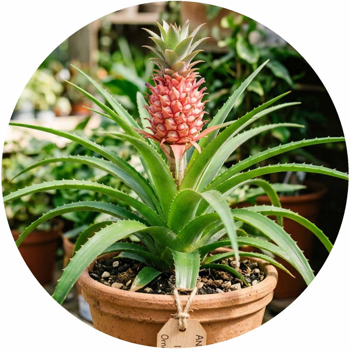 (MG) Ananas Rosita 12cm