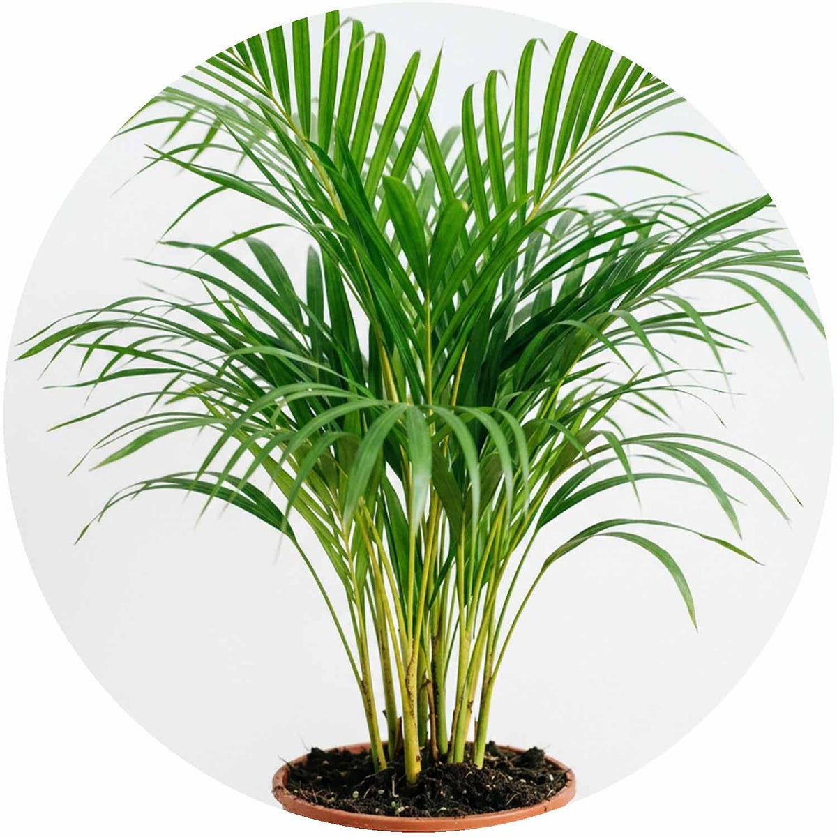 (MG) Areca Dypsis Lutescens 14cm