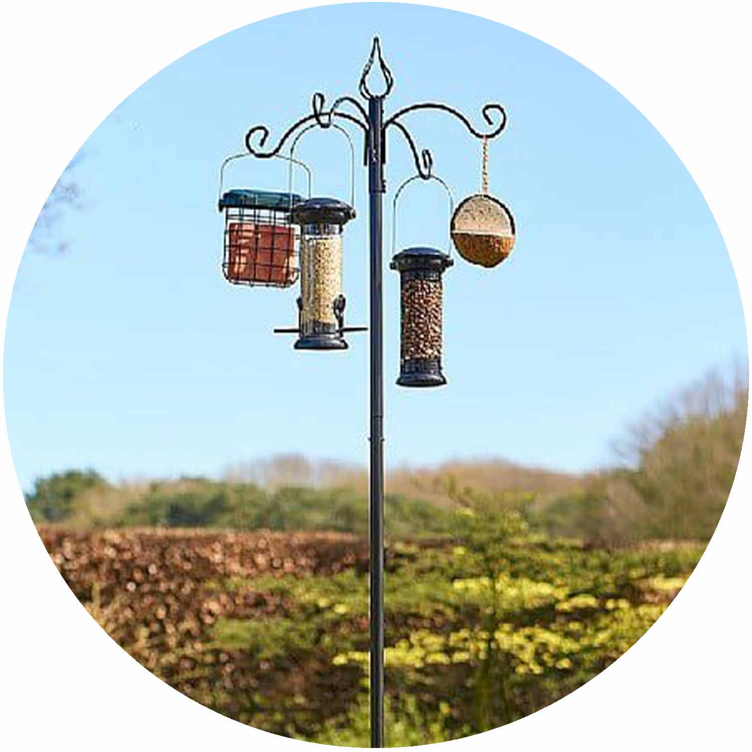 (TC) Banquet Bird Feeding Station