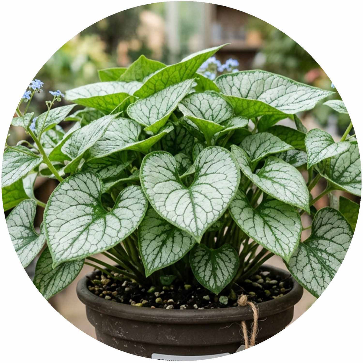 (PY) Brunnera Jack Frost 2-3L
