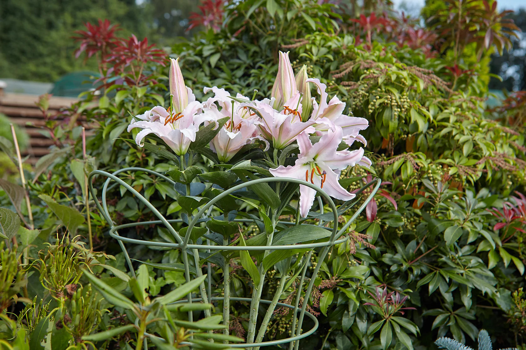 Cottage Garden Herbaceous Basket - Small - Sage