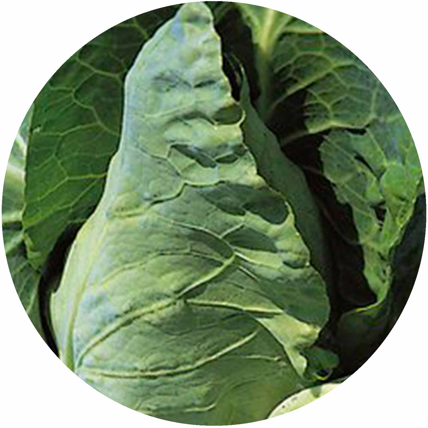 (GK) Cabbage 6Pk