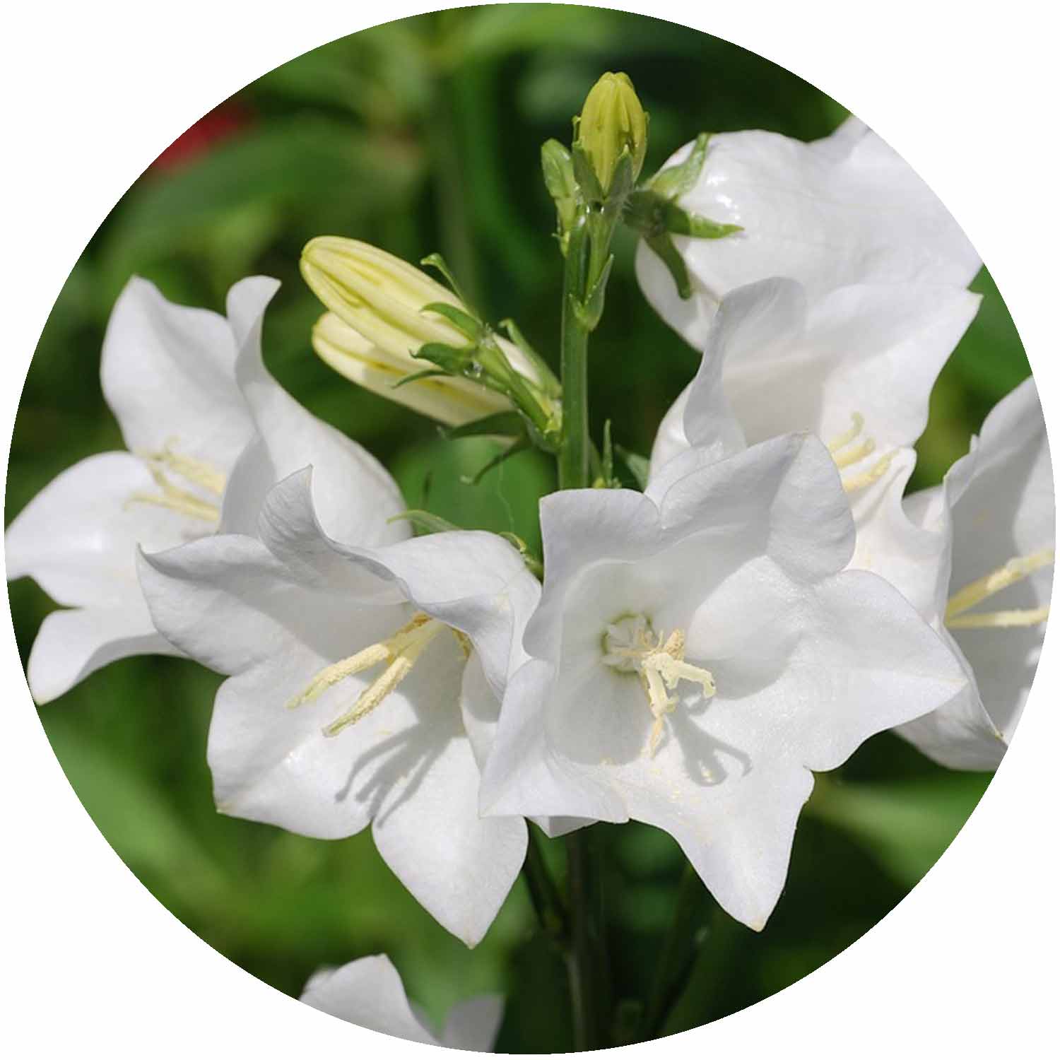 (E) Campanula Get Mee White 10.5cm