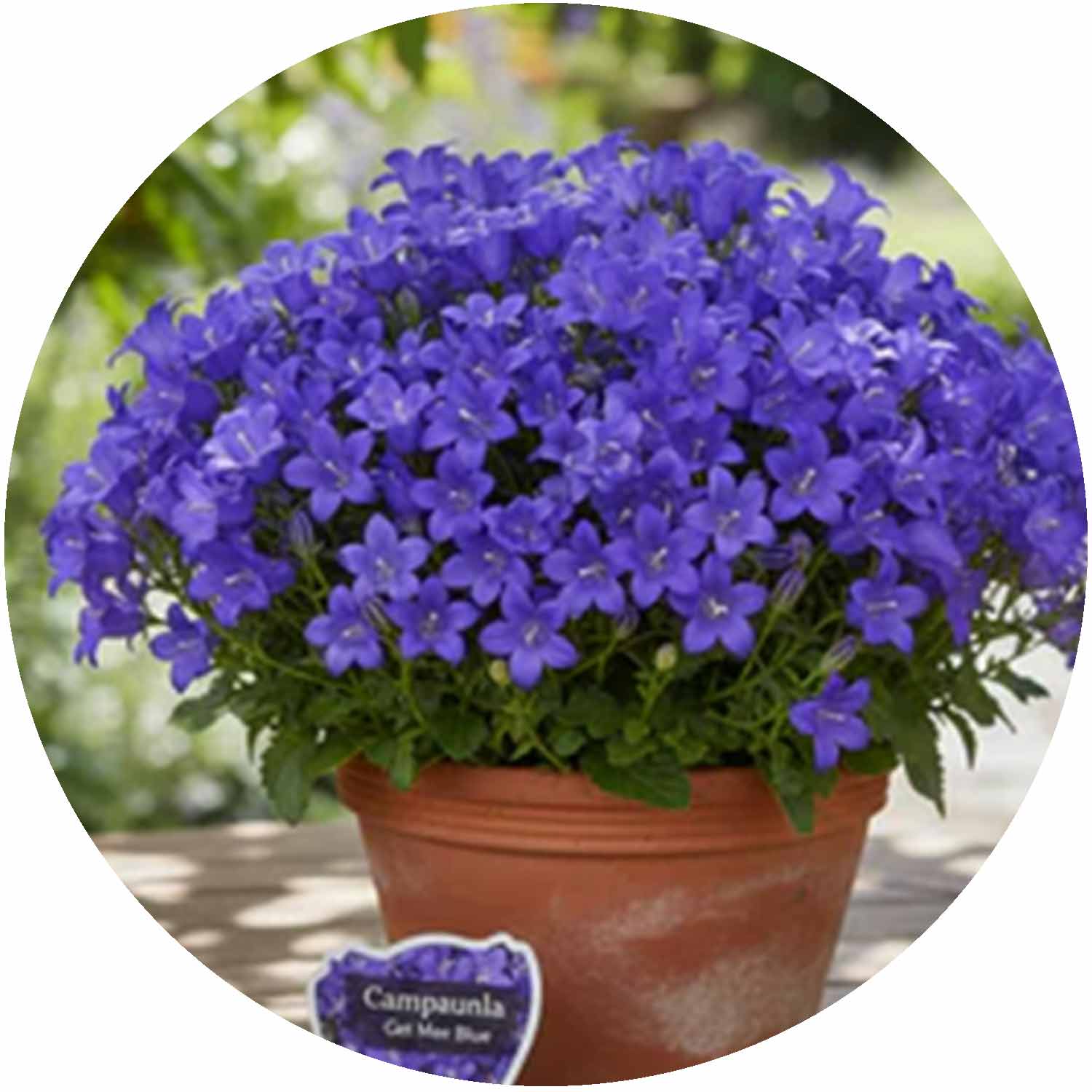 (E) Campanula Get Mee Blue 10.5cm