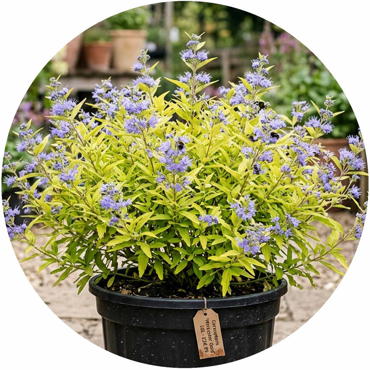 (NWP) Caryopteris Clan. Worcester Gold 10L