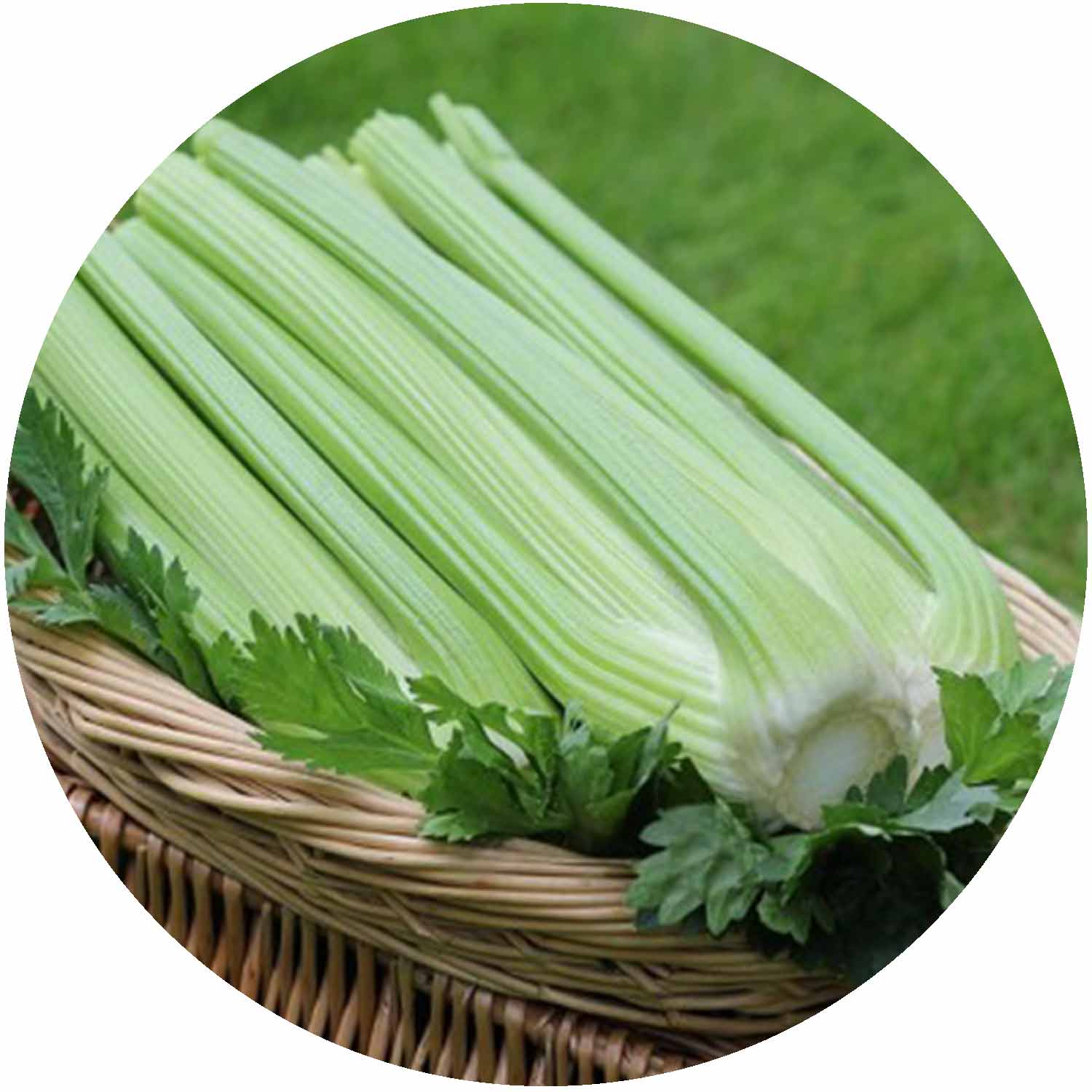 (GK) Celery - Jive 6 Pk