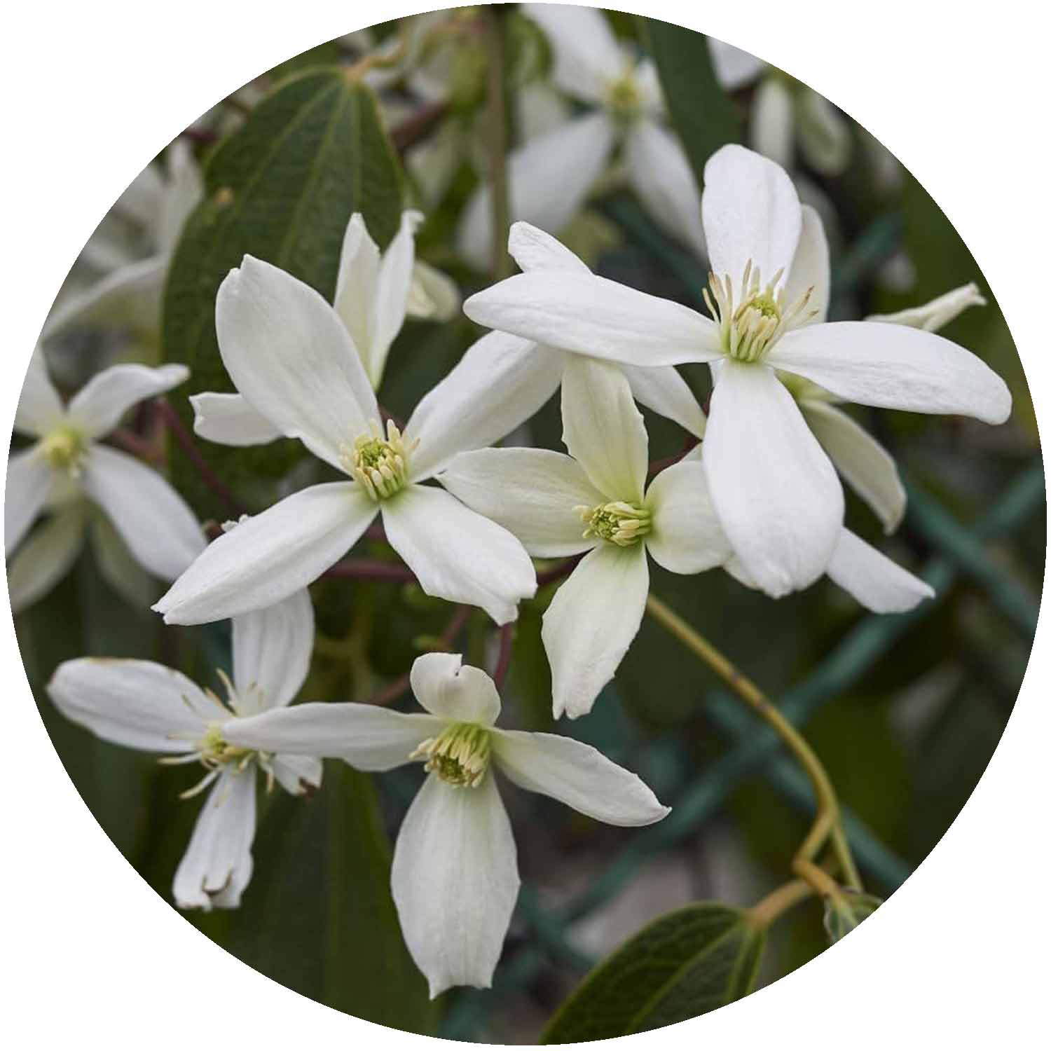 (P) Clematis Evergreen Varieties 2L