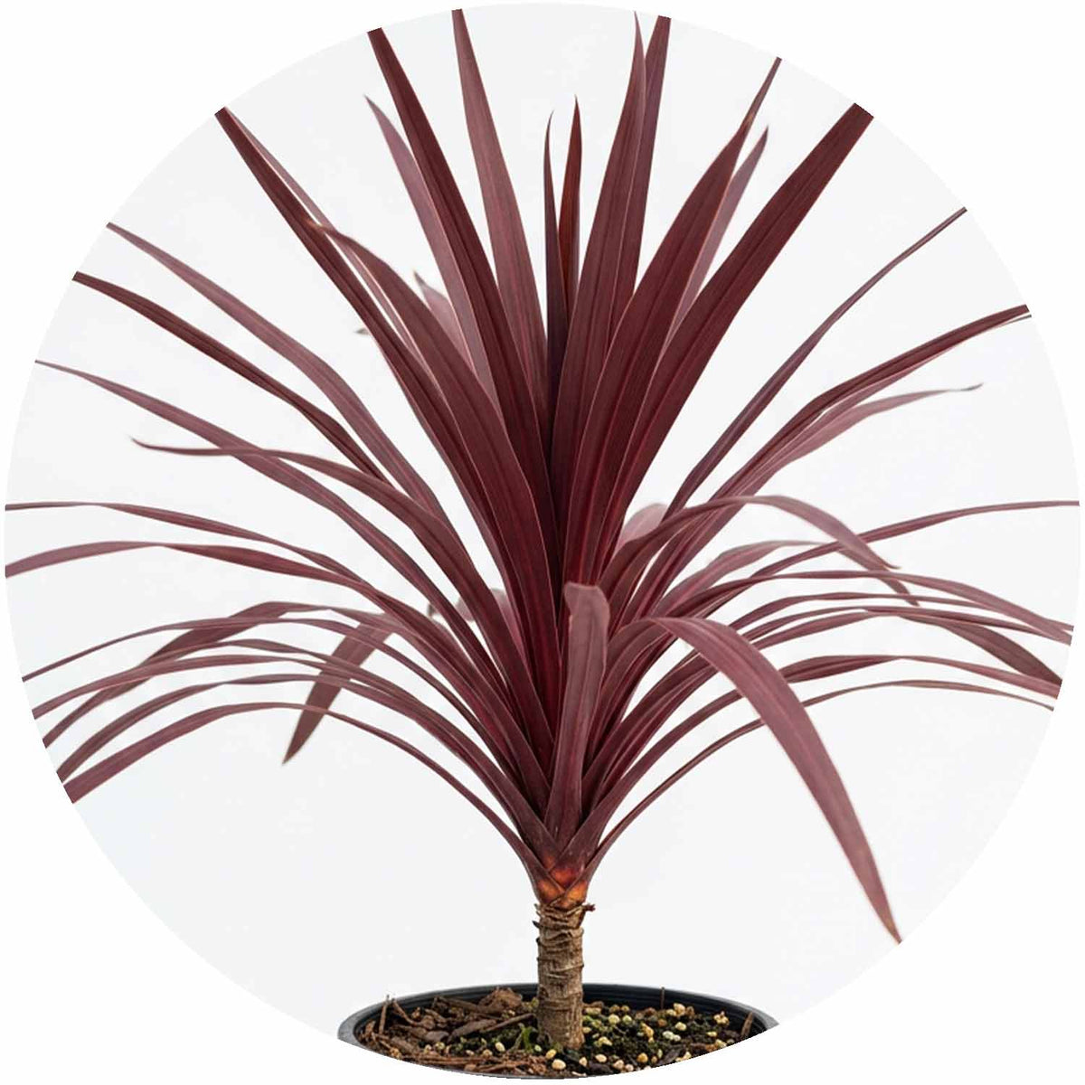 (E) Cordyline Australis Red Star 1L