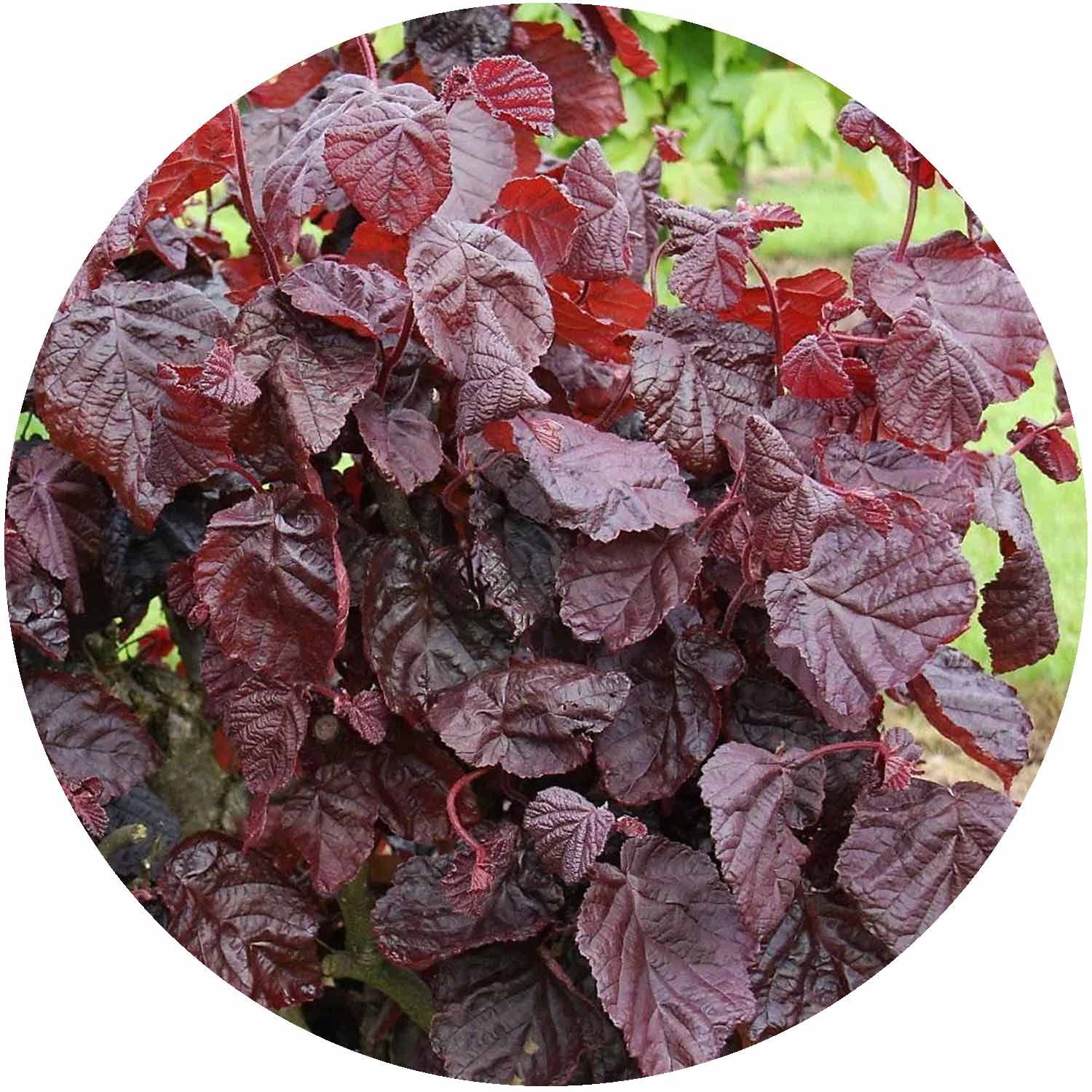 (M) Corylus Red Majestic 5L