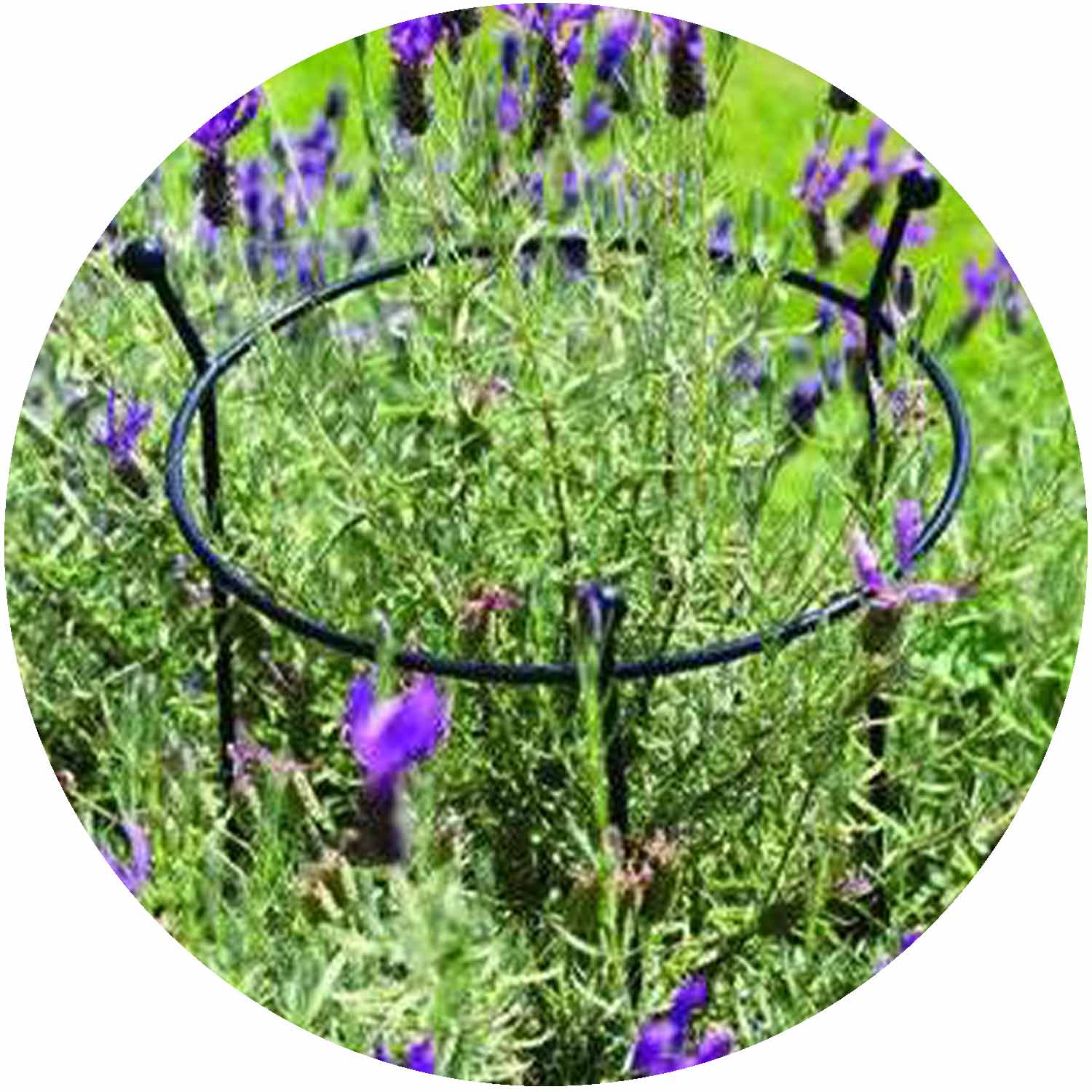 Cottage Garden Ring - Small