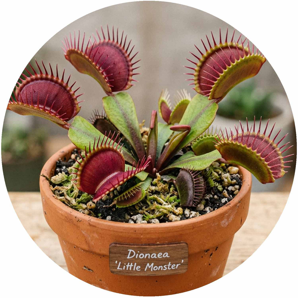(MG) Dionaea Little Monster Plant (Venus Fly Trap) 8.5cm