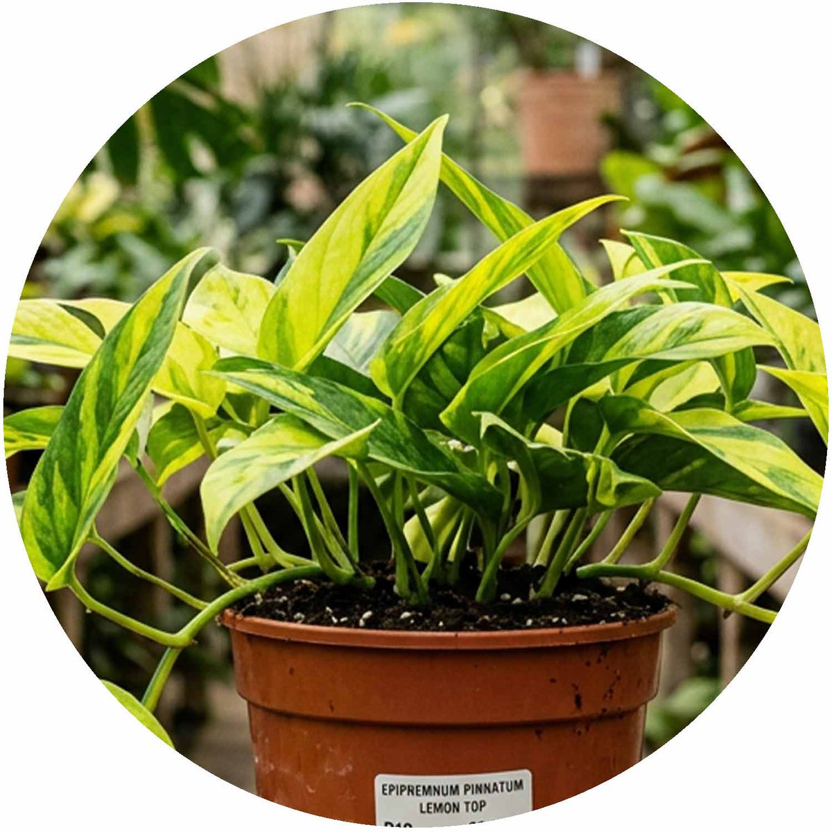 (MG) Epipremnum Pinnatum Lemon Top P12