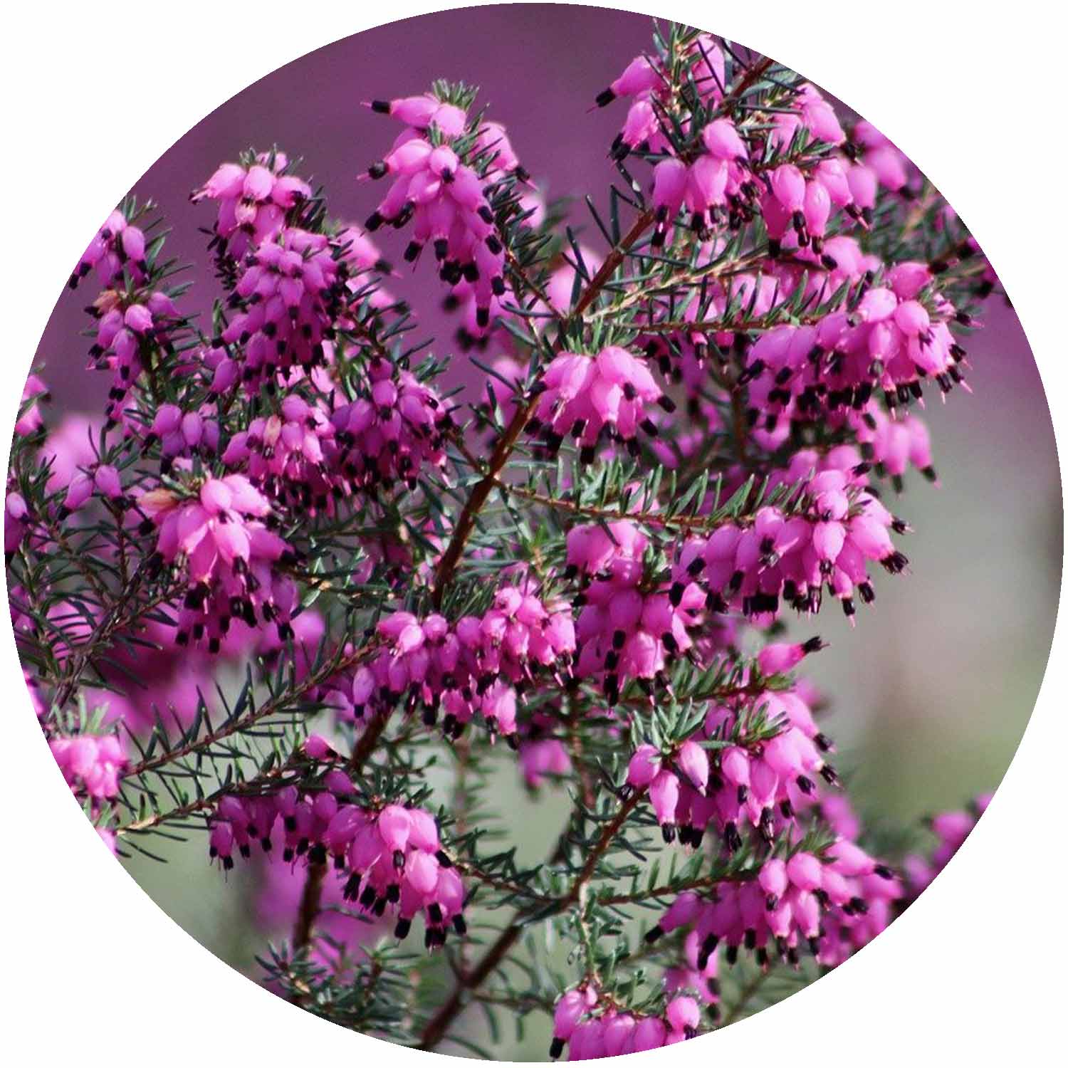 (E) Erica Darlyensis Red 1ltr