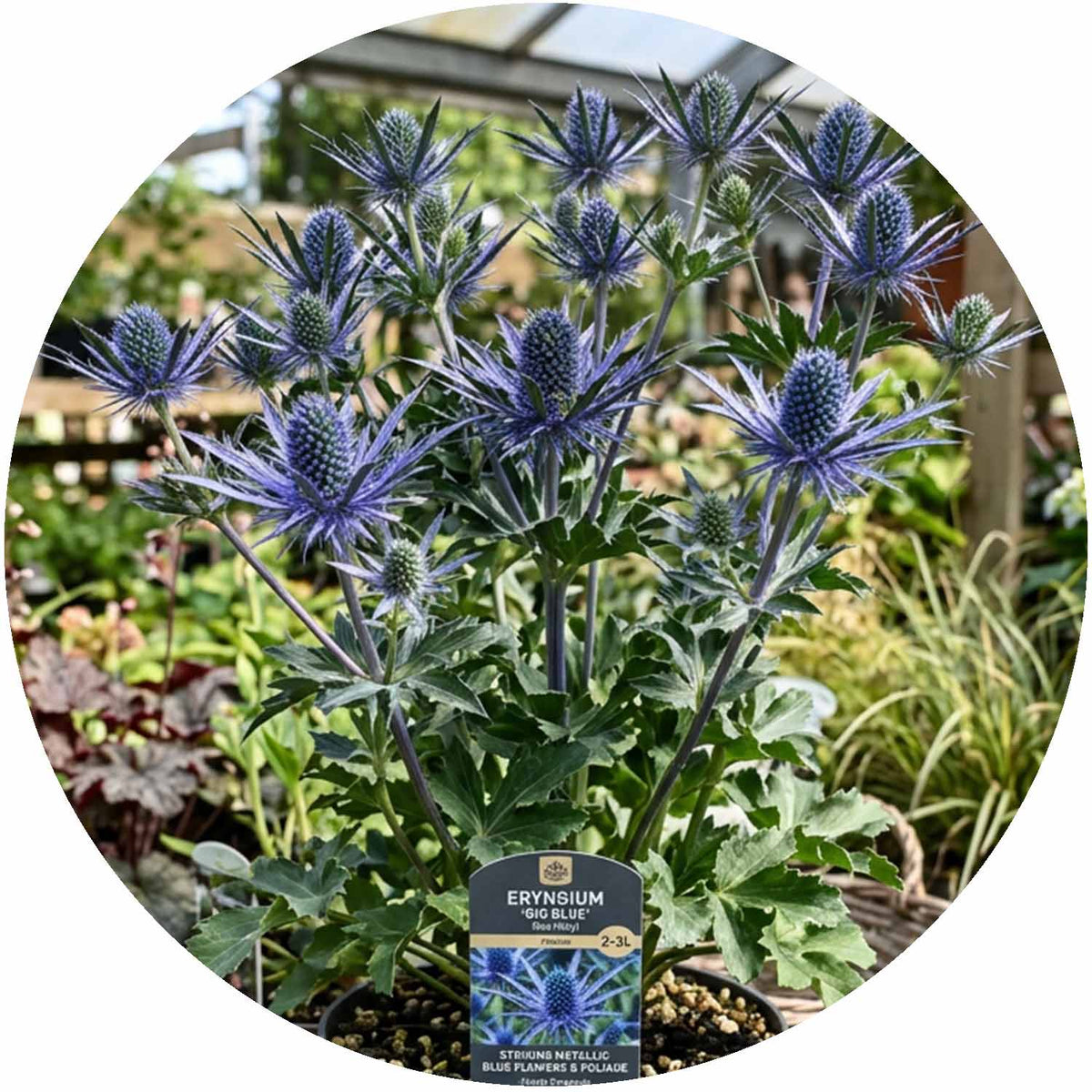 (M) Eryngium Big Blue 2-3L