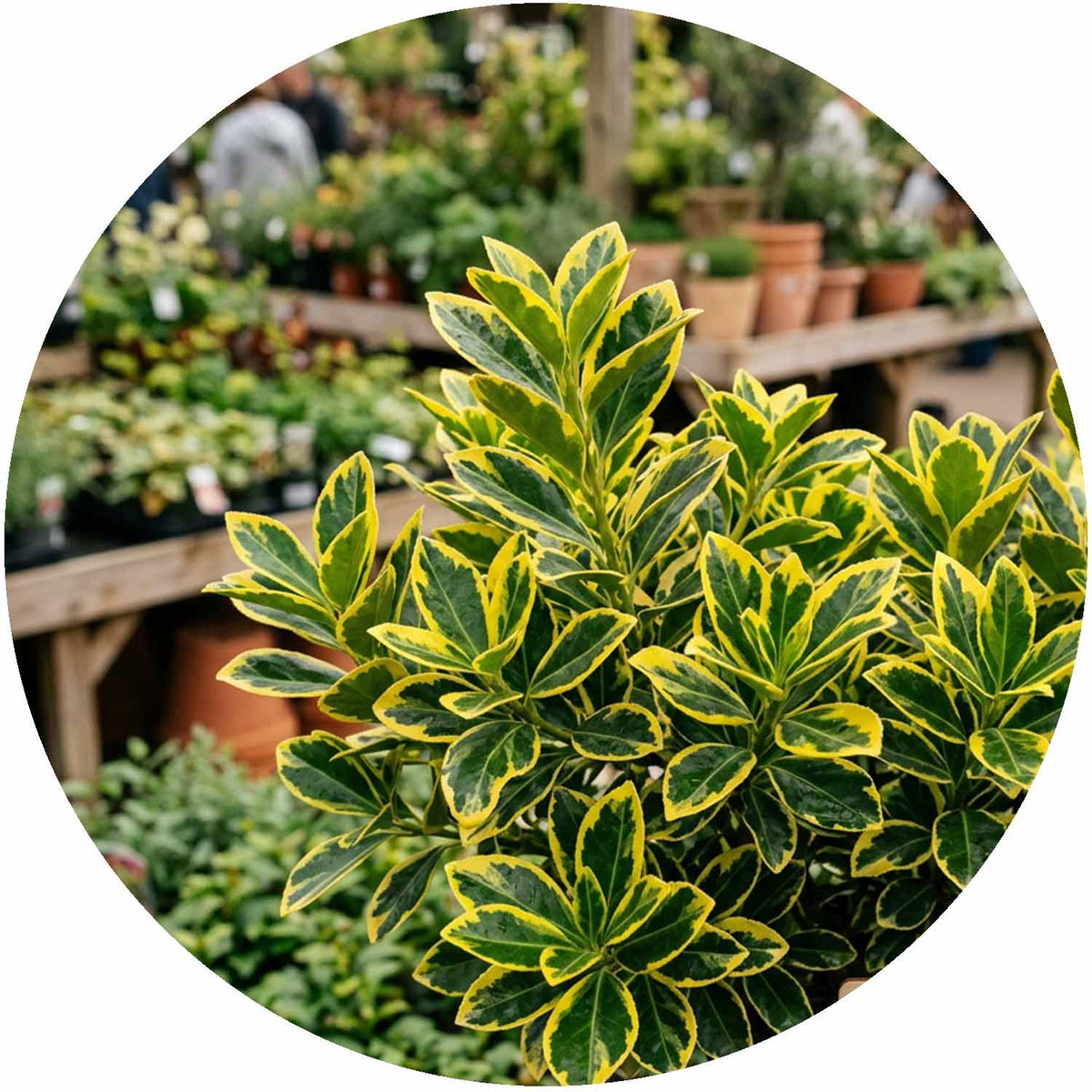 (E) Euonymus Japonicus Elegant. Aureus 8L