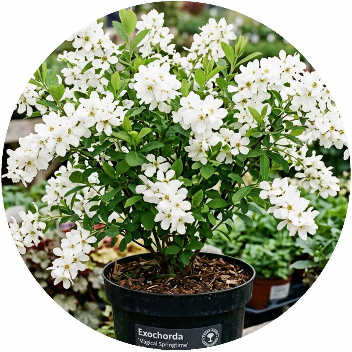 (M) Exochorda Magical Springtime 3L