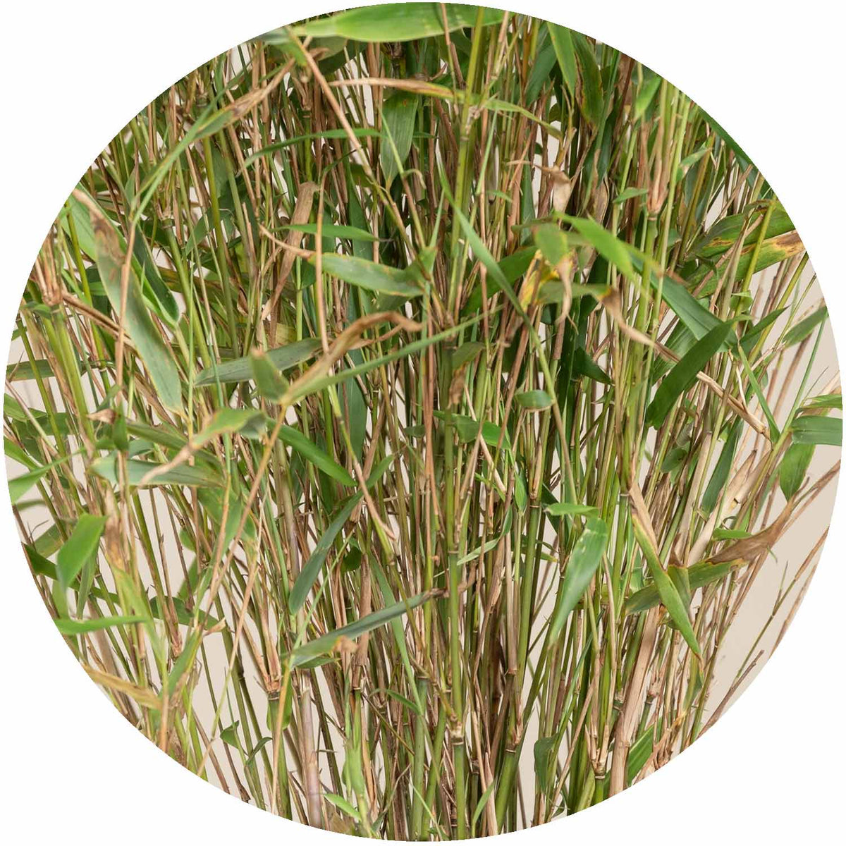 fargesia rufus (P) Fargesia Rufa 10ltr
