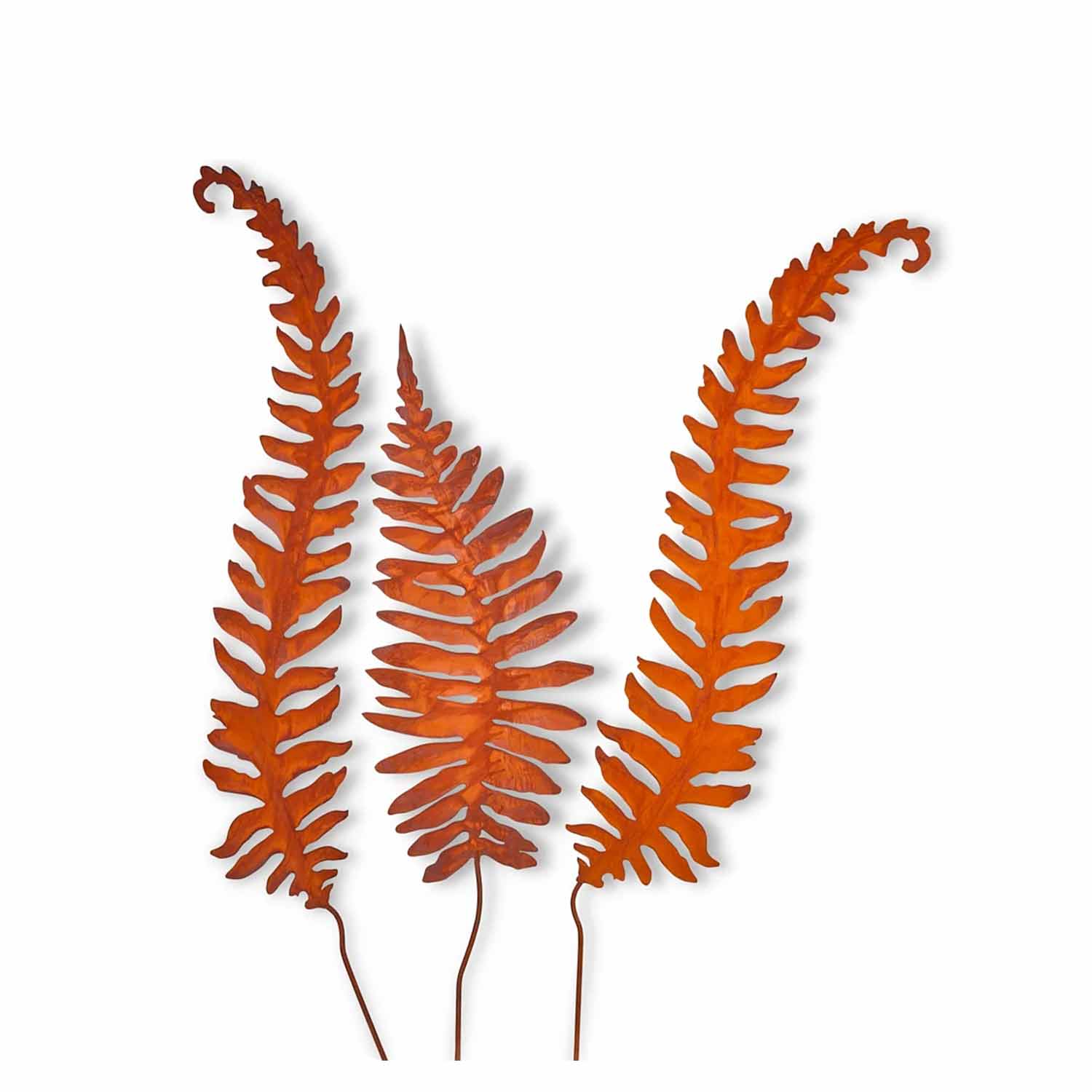 Fern Leaf