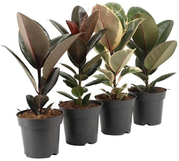 (MG) Ficus Elastica Mix 14cm