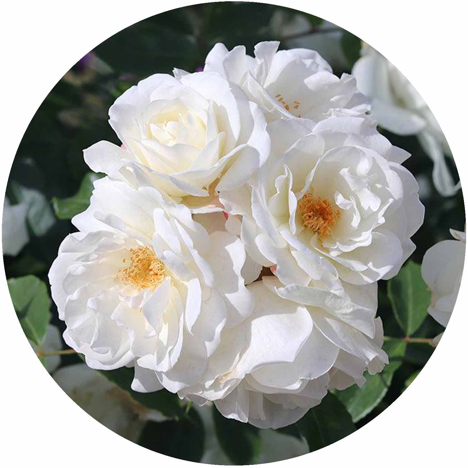 (HS) Flower Carpet White