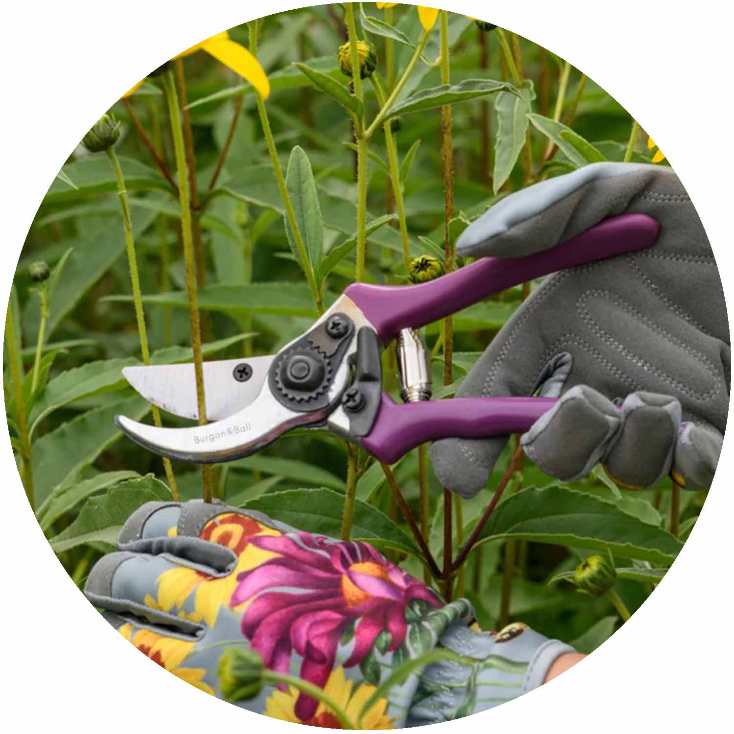 (BB) RHS Gift Secateurs