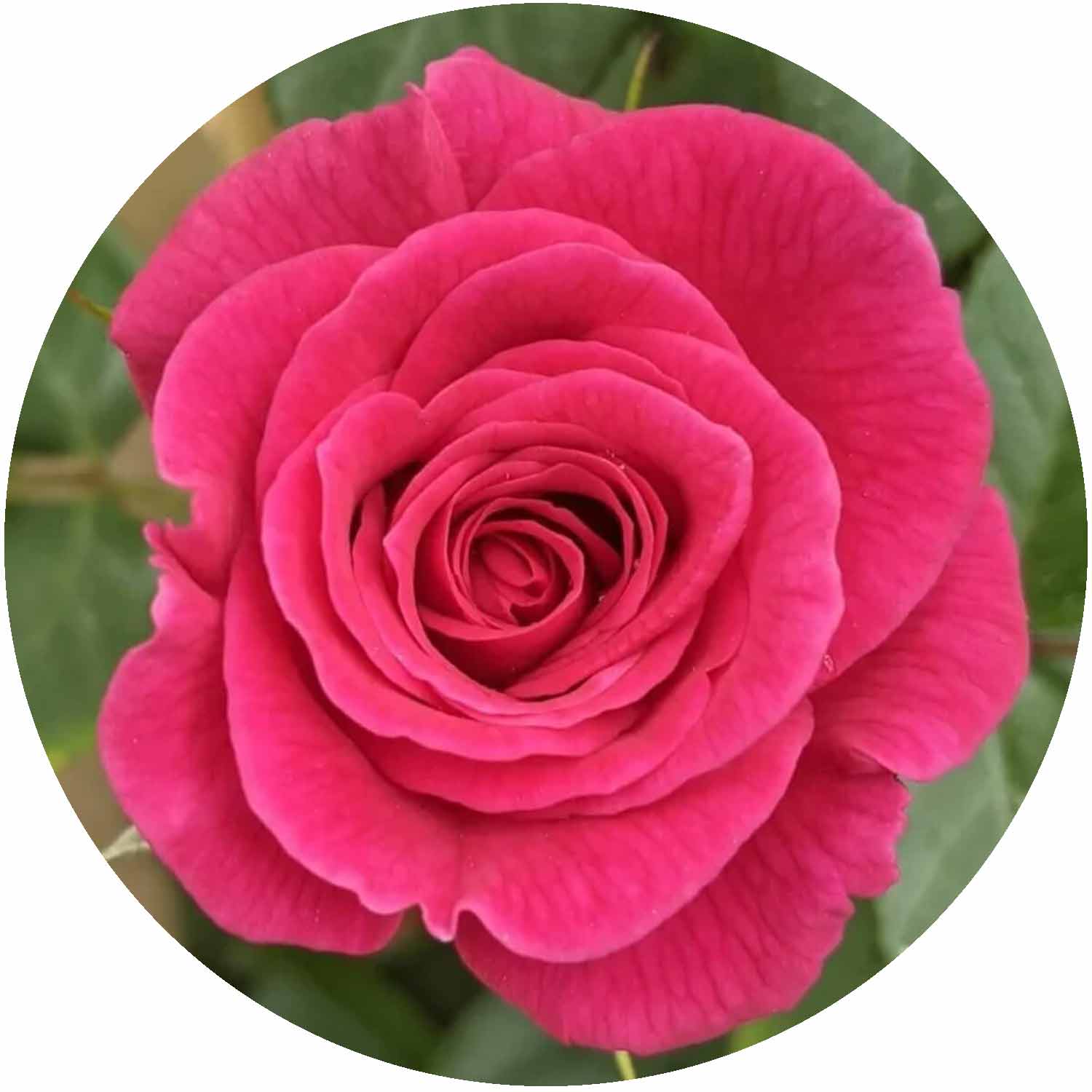 (HS) Gloriana CLB