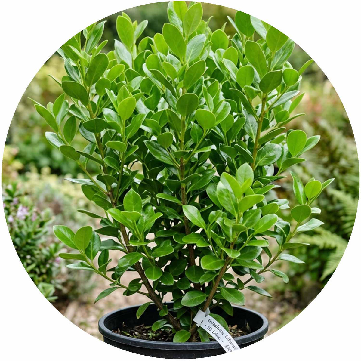 (M) Griselinia Littoralis 10L