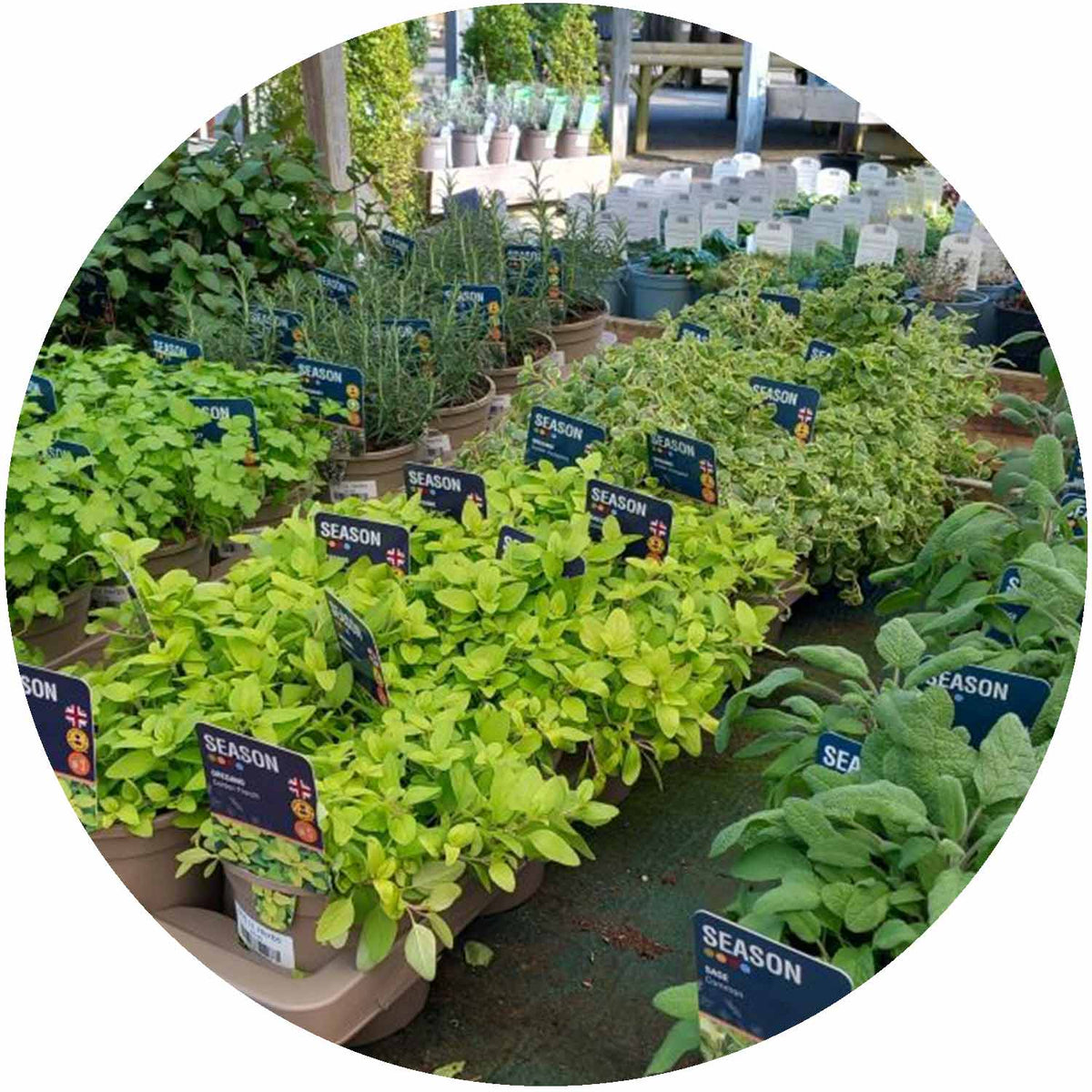 (PY) Herbs 1L