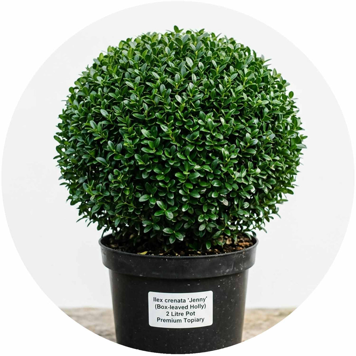 (PL) Ilex Cren. Jenny. Ball 2L