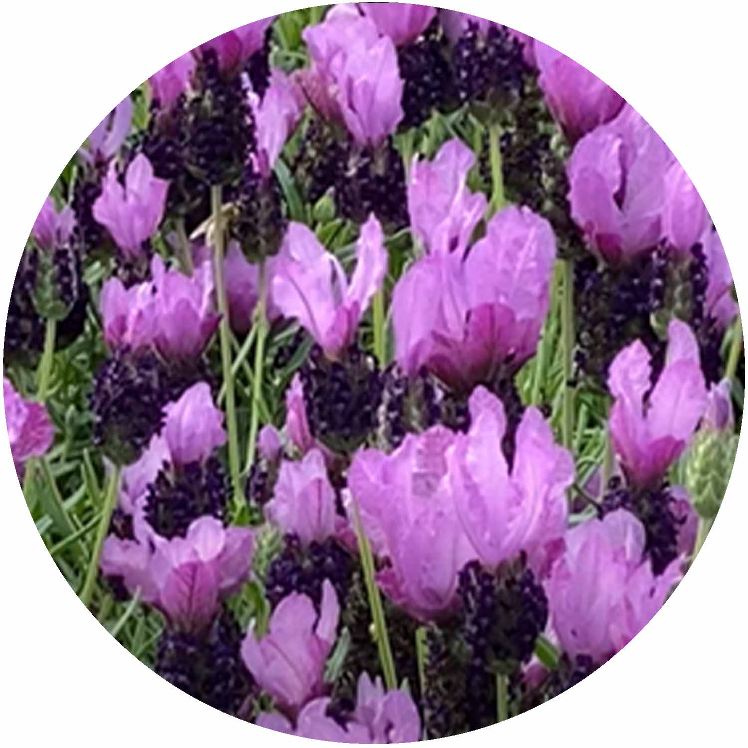 (D) Lavandula Fairy Wings Purple 2ltr