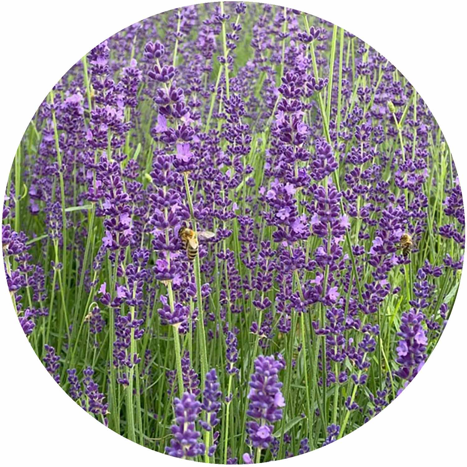 (D) Lavandula Ang. Miss Katherine 3ltr