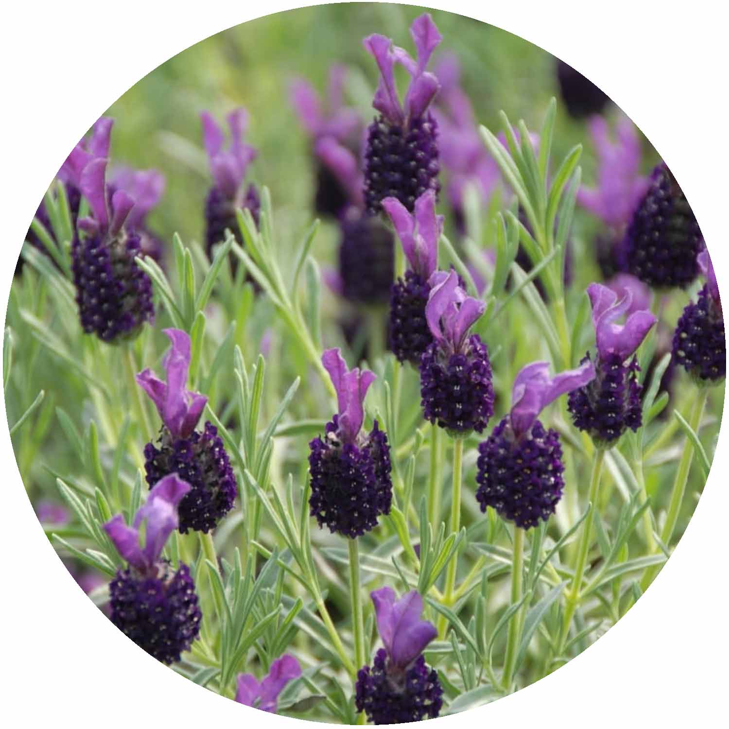 (D) Lavandula St. Night of Passion 2ltr