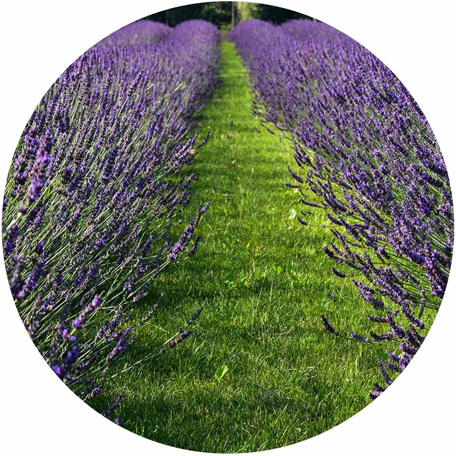 (D) Lavandula Int. Phenomenal 3ltr