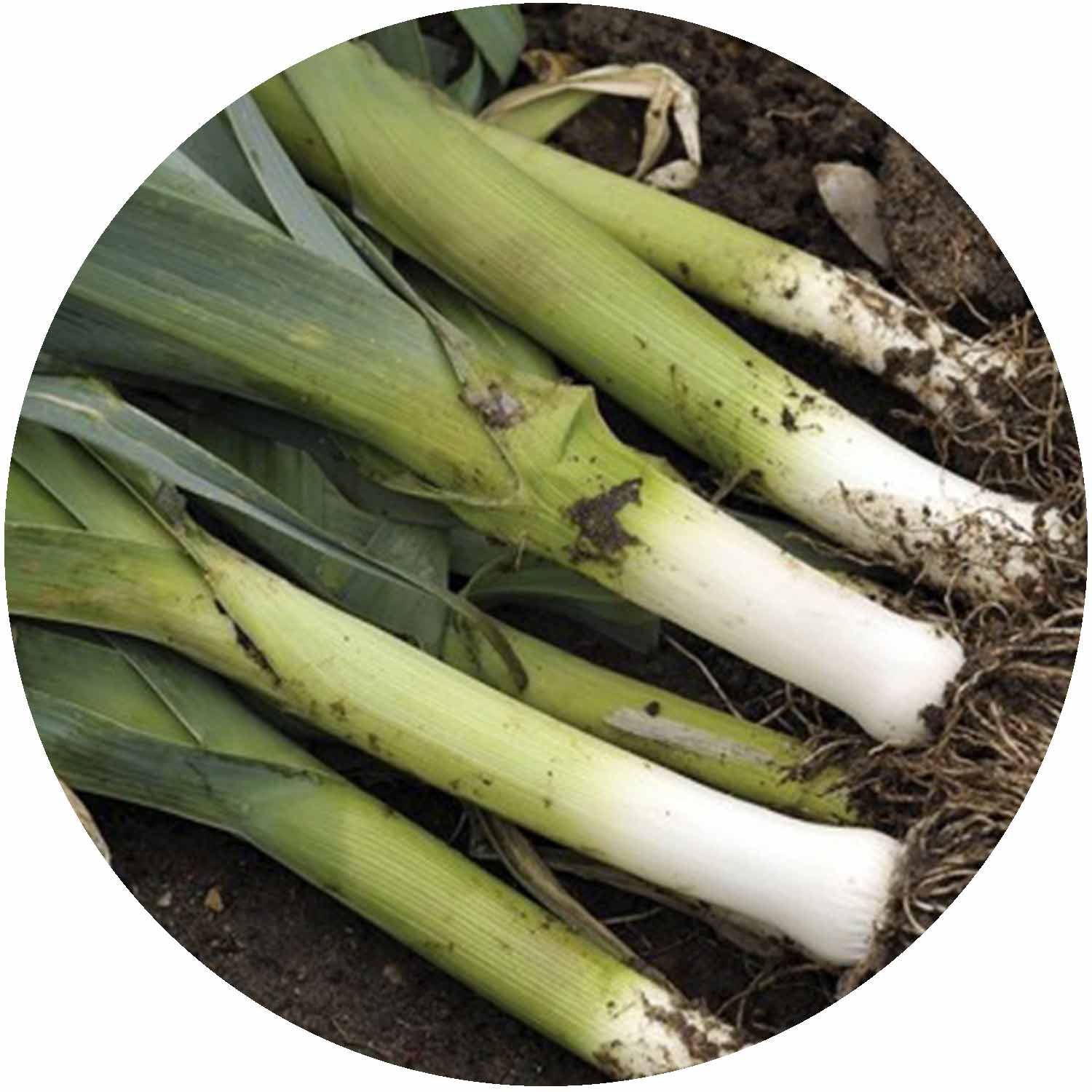 (GK) Leek - Musselburgh 9cm