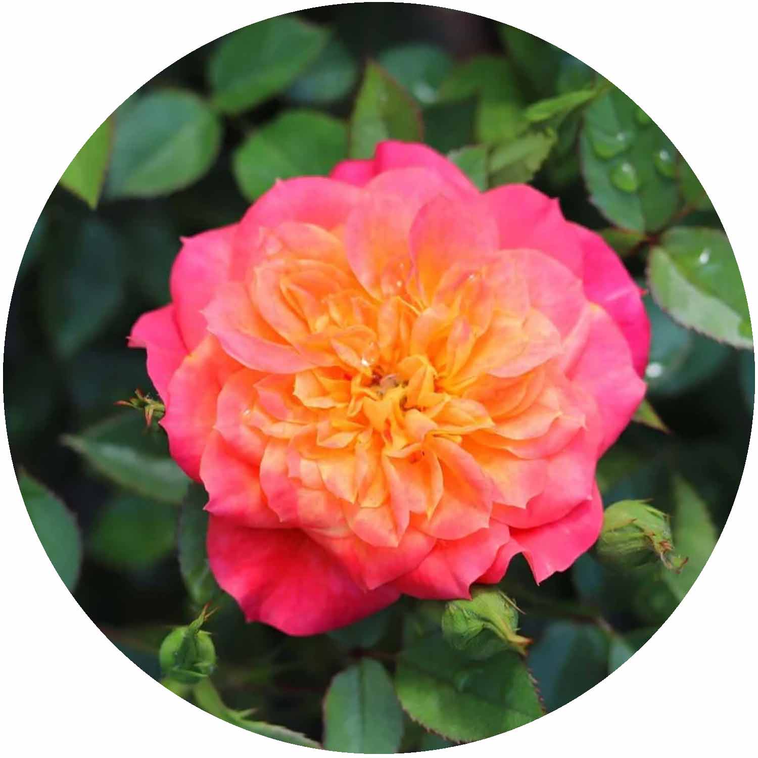 (HS) Mandarin Patio
