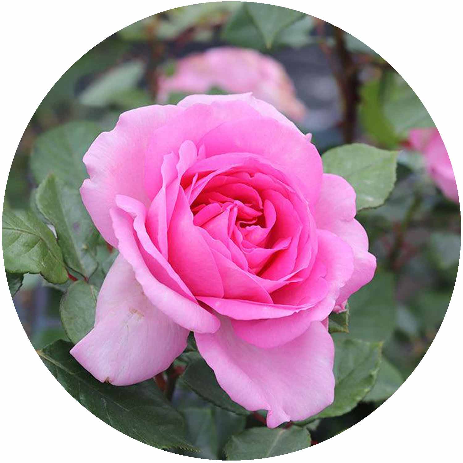 (HS) Mum in a Million