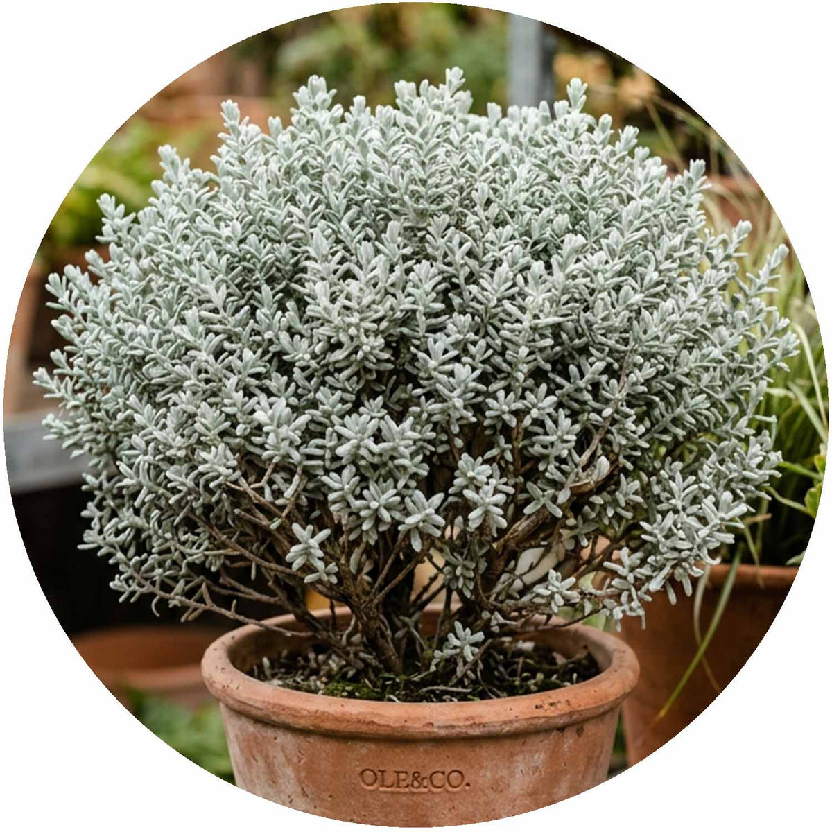 (MG) Olearia Lepidophyllum 15cm
