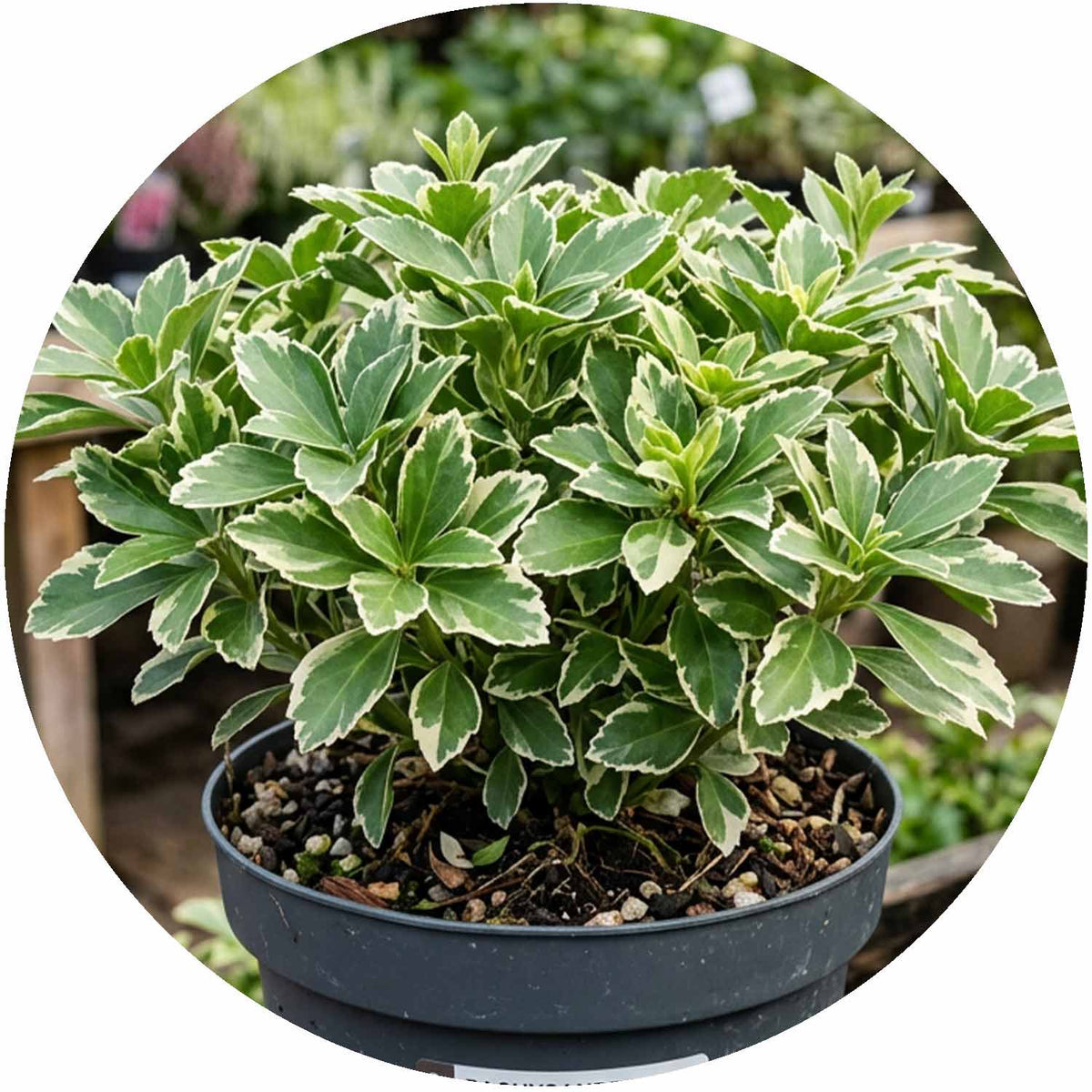 (M) Pachysandra Terminalis Variegata 2-3L