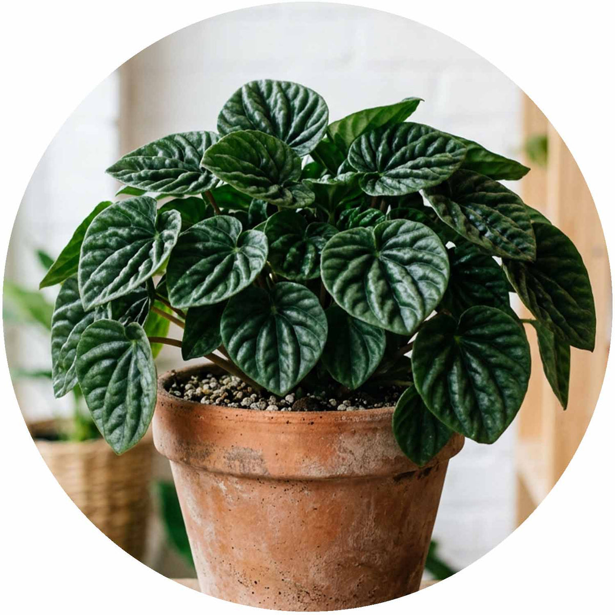 (MG) Peperomia caperata