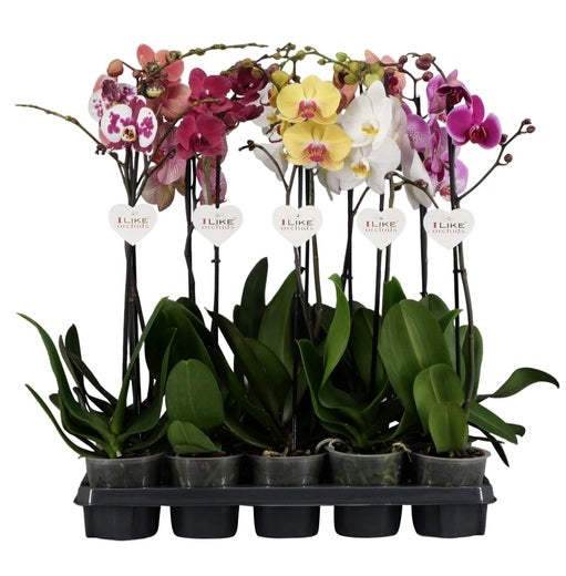 (MG) Phalaenopsis Mix 12cm 70cm+